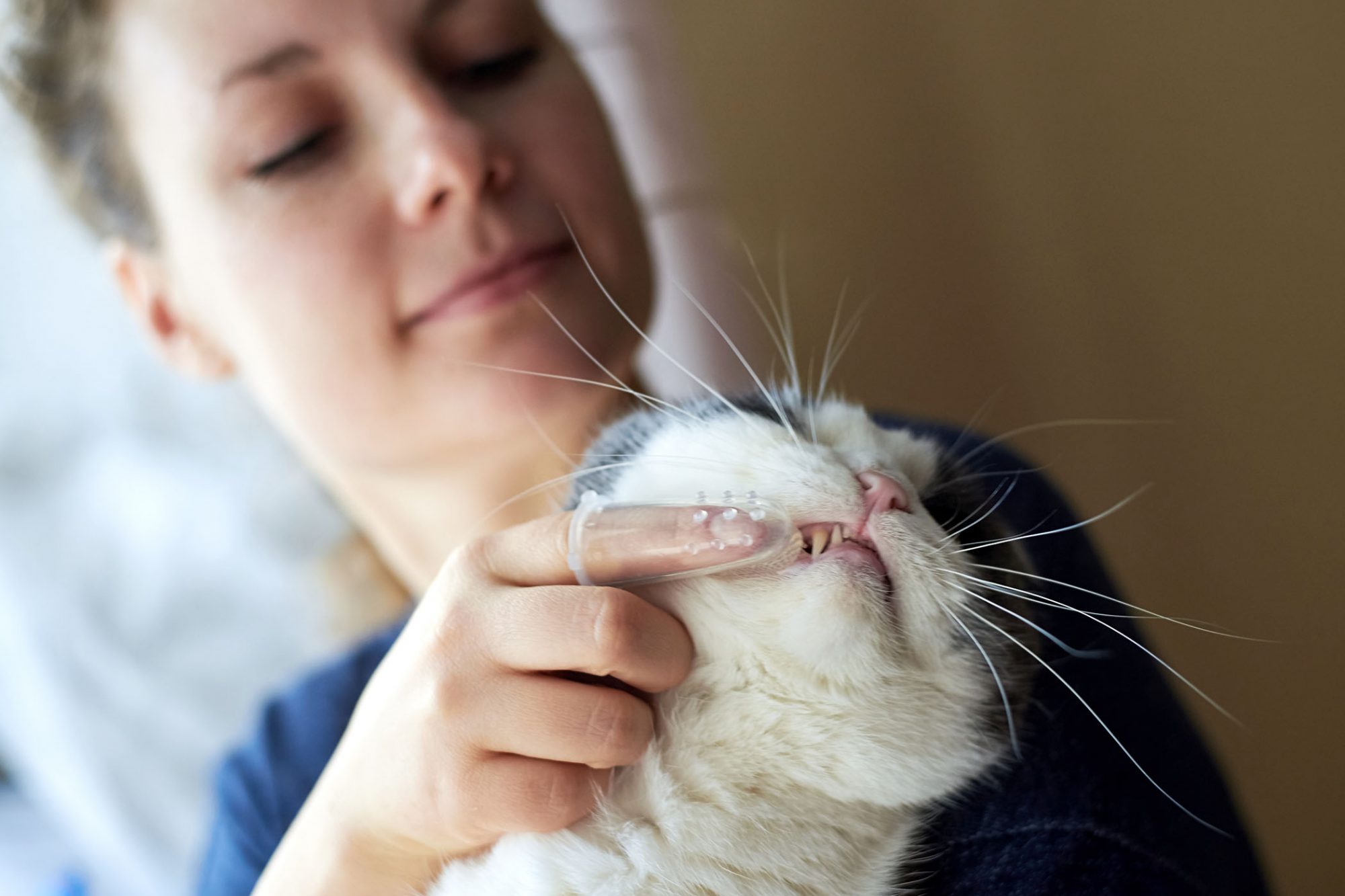 brosser-les-dents-de-son-chat