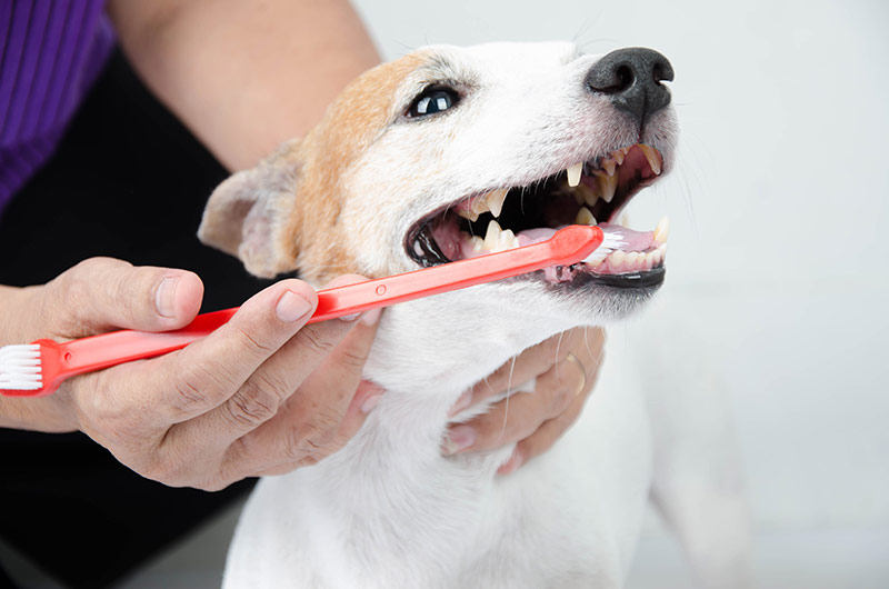 brosser-les-dents-de-son-chien